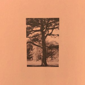 国产成人av大片
